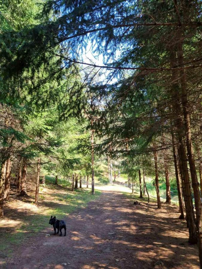 Apartman Nana Divčibare Dış mekan fotoğraf